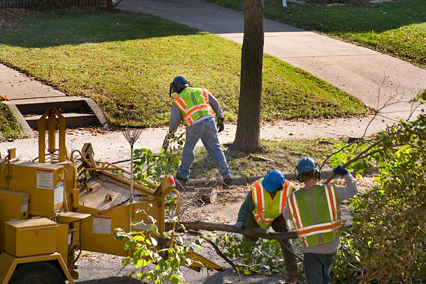 Best Best Tree Removal Services  in Hayden, ID